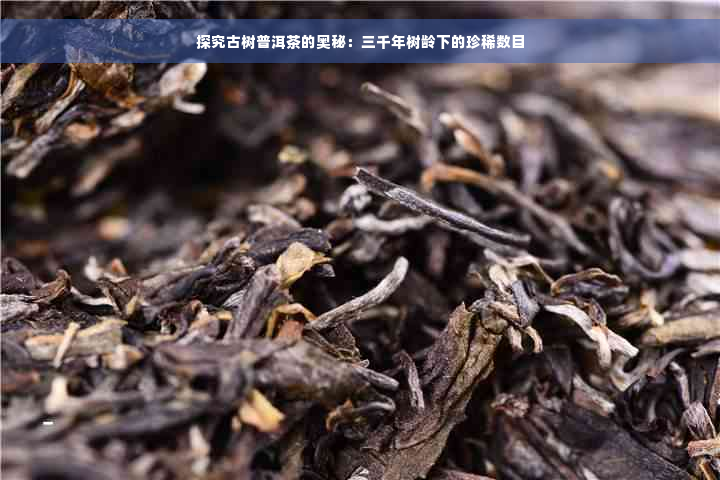 探究古树普洱茶的奥秘：三千年树龄下的珍稀数目