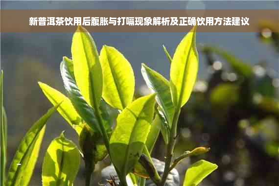 新普洱茶饮用后腹胀与打嗝现象解析及正确饮用方法建议