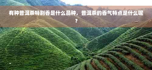 有种普洱茶特别香是什么品种，普洱茶的香气特点是什么呢？