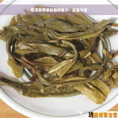 普洱茶黑茶的独特魅力：品鉴与鉴