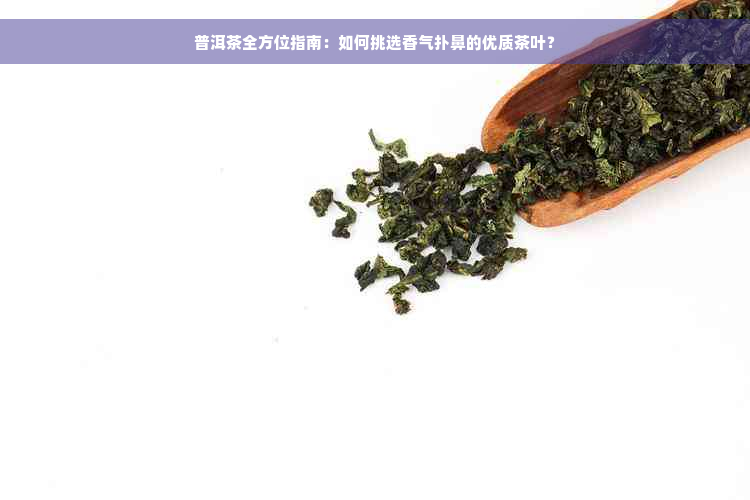 普洱茶全方位指南：如何挑选香气扑鼻的优质茶叶？