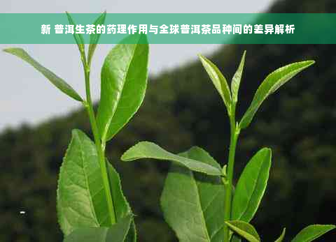 新 普洱生茶的药理作用与全球普洱茶品种间的差异解析