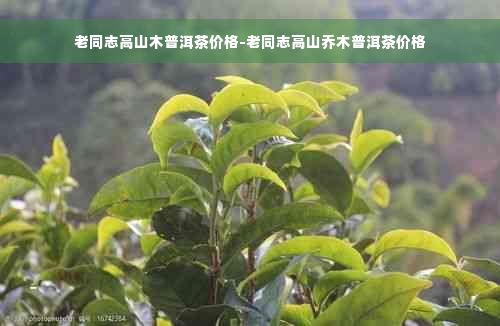 老同志高山木普洱茶价格-老同志高山乔木普洱茶价格