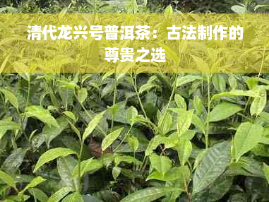 清代龙兴号普洱茶：古法制作的尊贵之选