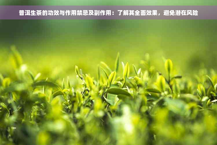 普洱生茶的功效与作用禁忌及副作用：了解其全面效果，避免潜在风险