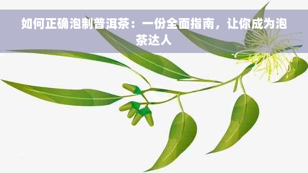 如何正确泡制普洱茶：一份全面指南，让你成为泡茶达人