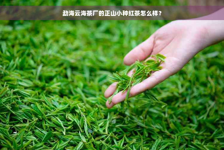 勐海云海茶厂的正山小种红茶怎么样？