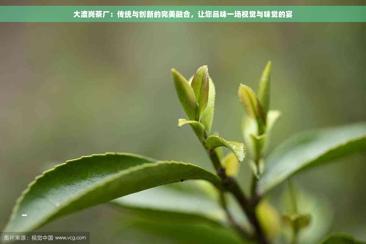 大渡岗茶厂：传统与创新的完美融合，让您品味一场视觉与味觉的宴