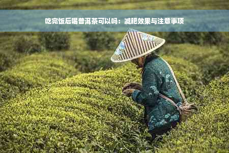 吃完饭后喝普洱茶可以吗：减肥效果与注意事项