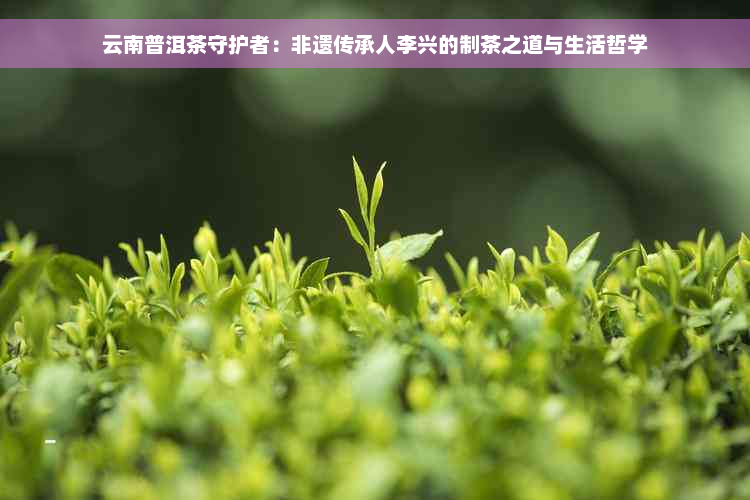 云南普洱茶守护者：非遗传承人李兴的制茶之道与生活哲学