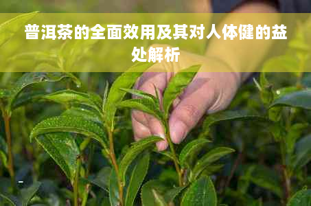 普洱茶的全面效用及其对人体健的益处解析