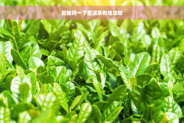 帮我问一下普洱茶有啥功效