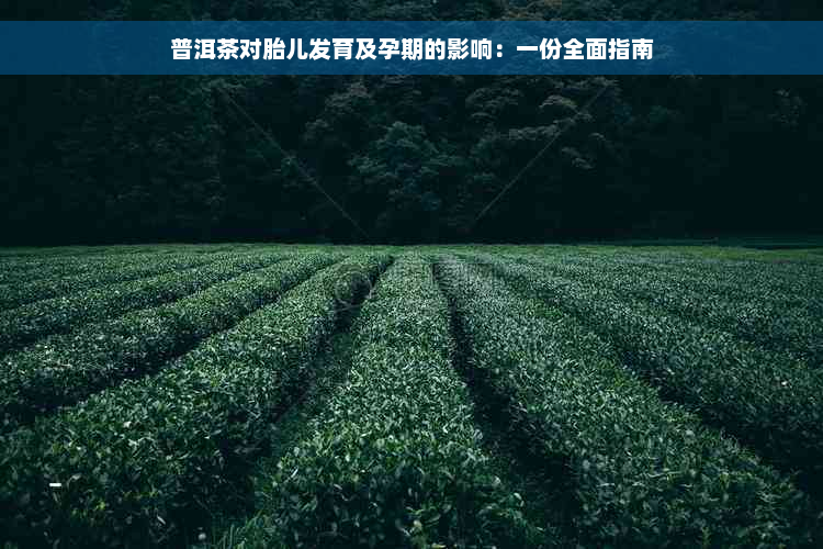 普洱茶对胎儿发育及孕期的影响：一份全面指南