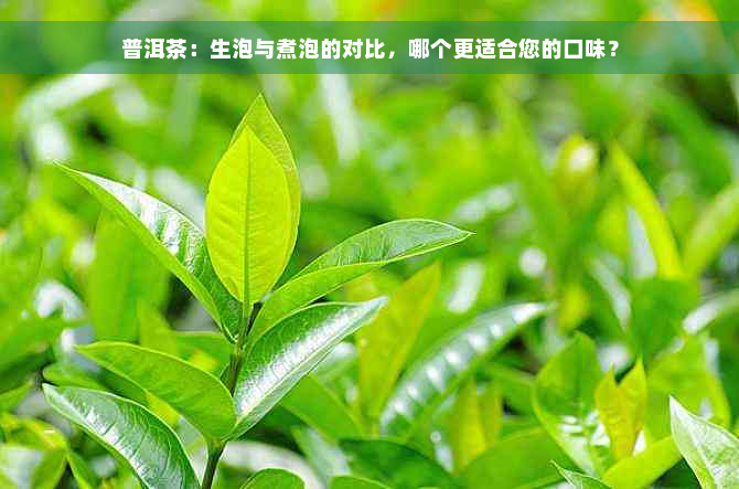 普洱茶：生泡与煮泡的对比，哪个更适合您的口味？