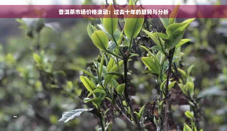 普洱茶市场价格波动：过去十年的趋势与分析