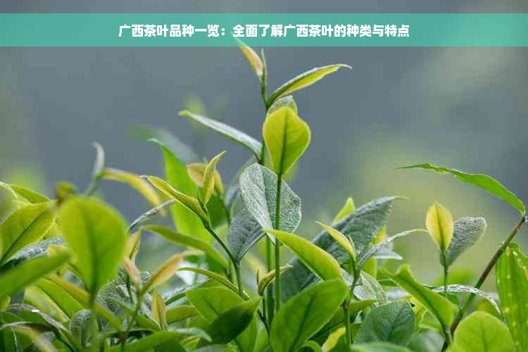 广西茶叶品种一览：全面了解广西茶叶的种类与特点