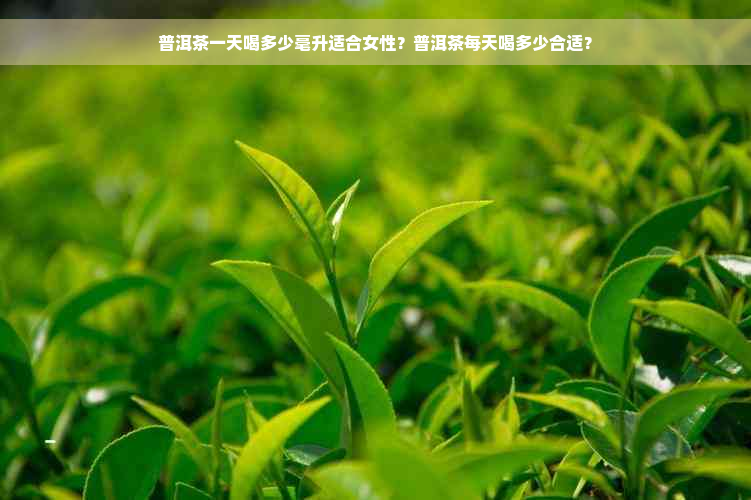 普洱茶一天喝多少毫升适合女性？普洱茶每天喝多少合适？