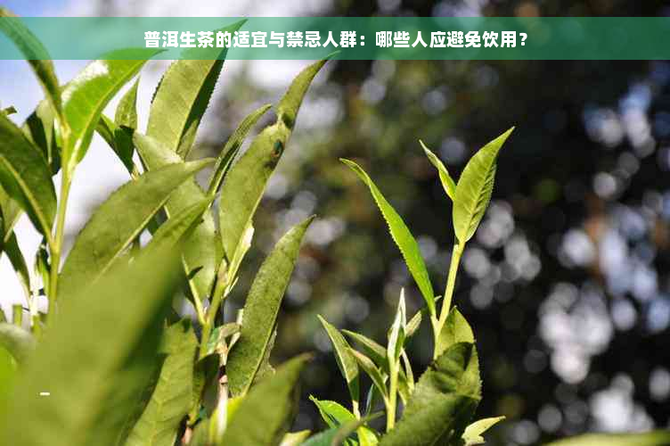 普洱生茶的适宜与禁忌人群：哪些人应避免饮用？