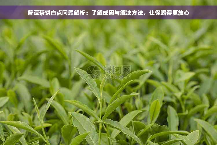 普洱茶饼白点问题解析：了解成因与解决方法，让你喝得更放心