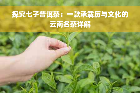 探究七子普洱茶：一款承载历与文化的云南名茶详解