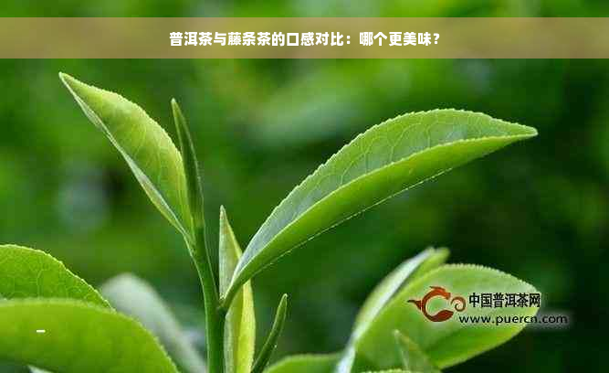 普洱茶与藤条茶的口感对比：哪个更美味？