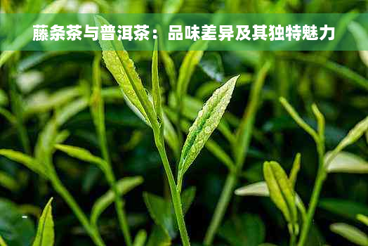 藤条茶与普洱茶：品味差异及其独特魅力