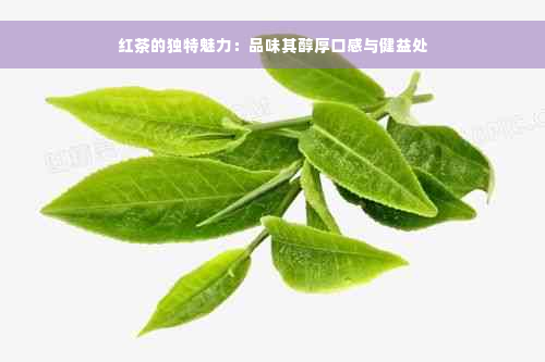 红茶的独特魅力：品味其醇厚口感与健益处