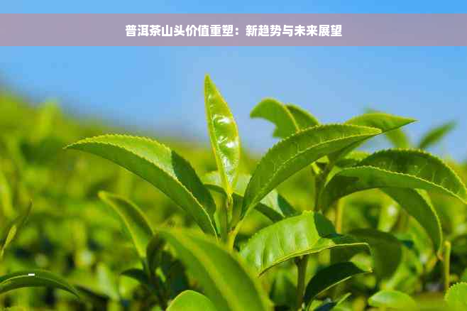 普洱茶山头价值重塑：新趋势与未来展望