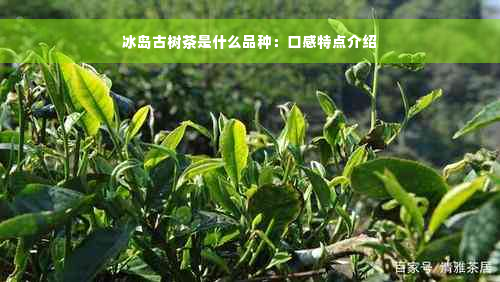 冰岛古树茶是什么品种：口感特点介绍