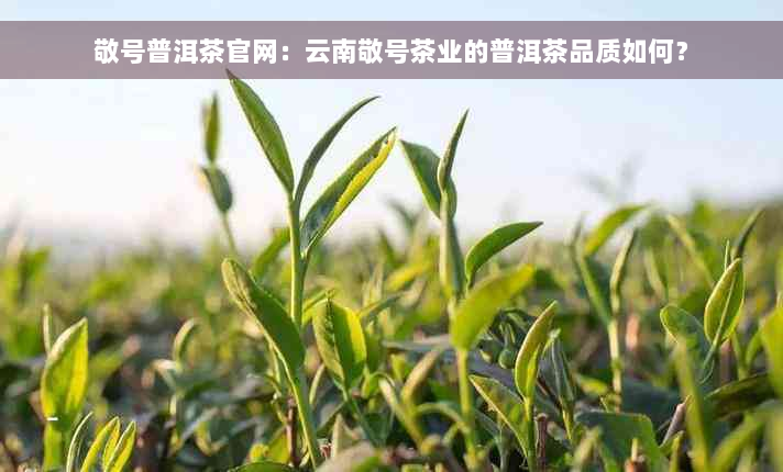 敬号普洱茶官网：云南敬号茶业的普洱茶品质如何？