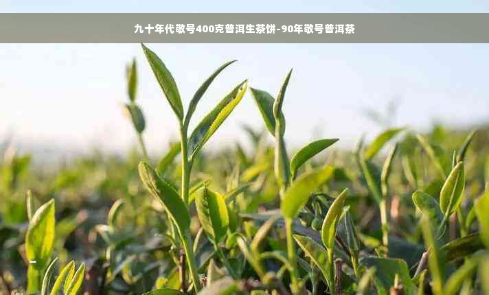 九十年代敬号400克普洱生茶饼-90年敬号普洱茶