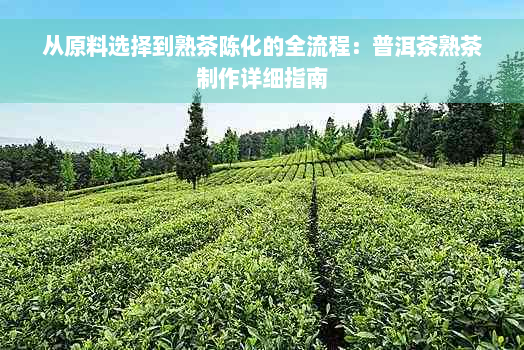 从原料选择到熟茶陈化的全流程：普洱茶熟茶制作详细指南