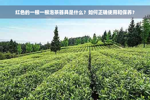 红色的一根一根泡茶器具是什么？如何正确使用和保养？