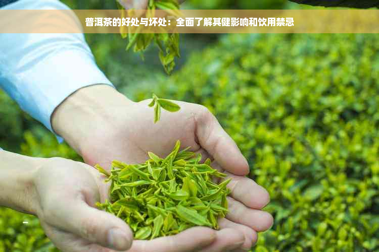 普洱茶的好处与坏处：全面了解其健影响和饮用禁忌