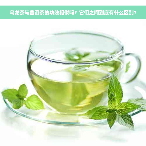 乌龙茶与普洱茶的功效相似吗？它们之间到底有什么区别？