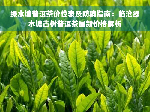 绿水塘普洱茶价位表及防骗指南：临沧绿水塘古树普洱茶最新价格解析