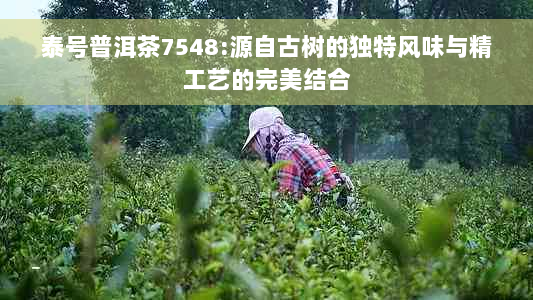 泰号普洱茶7548:源自古树的独特风味与精工艺的完美结合