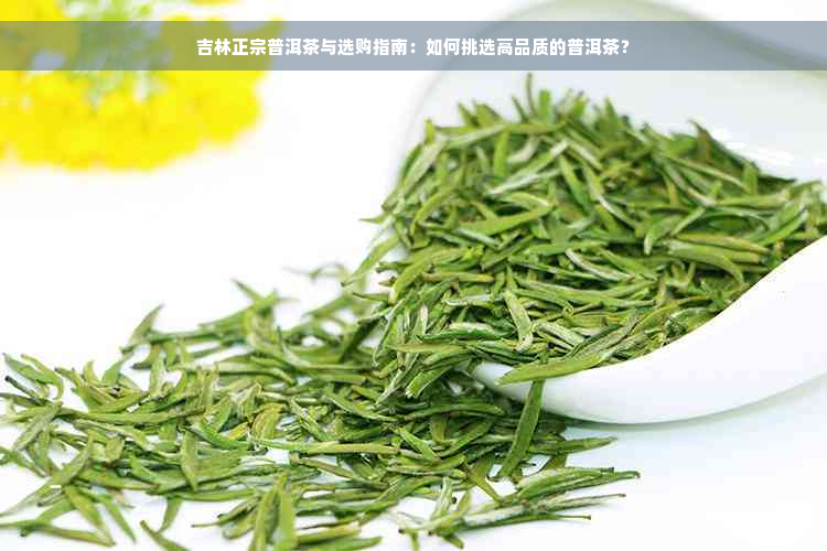 吉林正宗普洱茶与选购指南：如何挑选高品质的普洱茶？