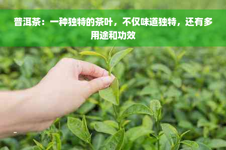 普洱茶：一种独特的茶叶，不仅味道独特，还有多用途和功效