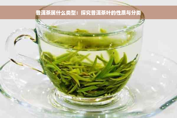 普洱茶属什么类型：探究普洱茶叶的性质与分类