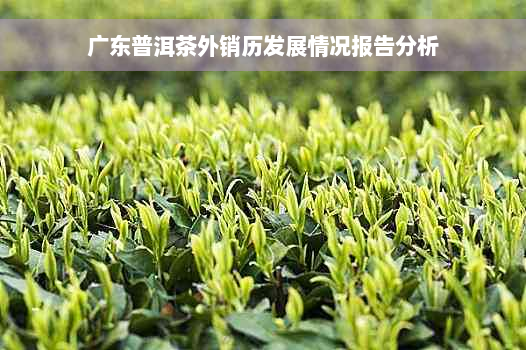 广东普洱茶外销历发展情况报告分析