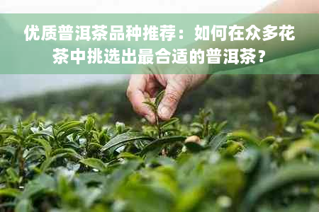 优质普洱茶品种推荐：如何在众多花茶中挑选出最合适的普洱茶？