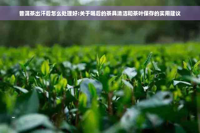 普洱茶出汗后怎么处理好:关于喝后的茶具清洁和茶叶保存的实用建议