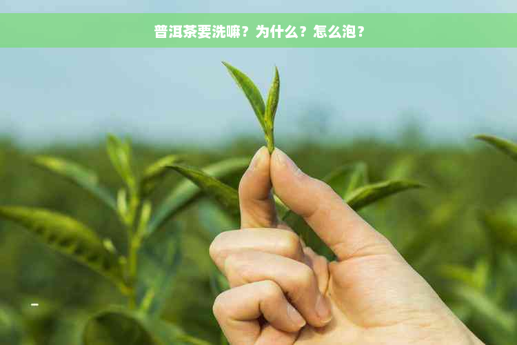 普洱茶要洗嘛？为什么？怎么泡？