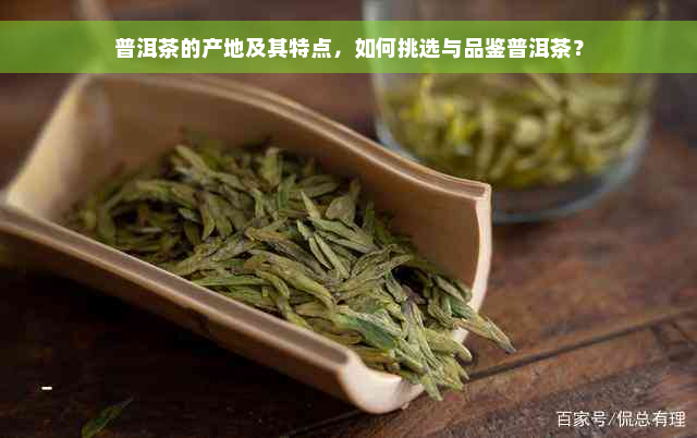 普洱茶的产地及其特点，如何挑选与品鉴普洱茶？