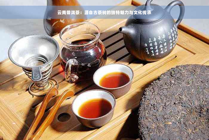 云南普洱茶：源自古茶树的独特魅力与文化传承