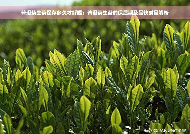 普洱茶生茶保存多久才好喝：普洱茶生茶的保质期及品饮时间解析