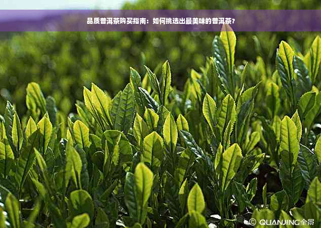 品质普洱茶购买指南：如何挑选出最美味的普洱茶？