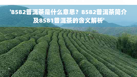 '8582普洱茶是什么意思？8582普洱茶简介及8581普洱茶的含义解析'