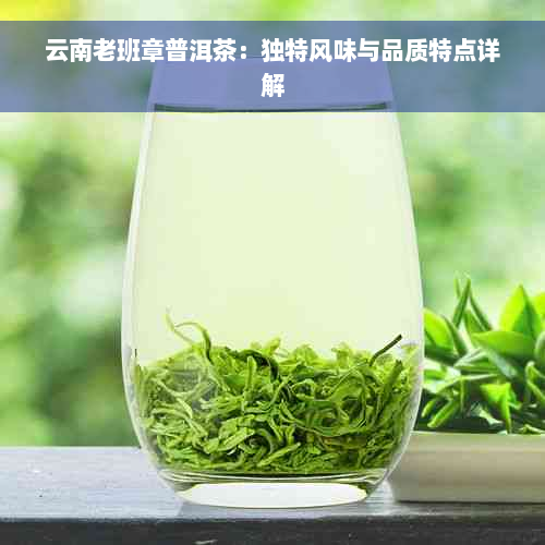 云南老班章普洱茶：独特风味与品质特点详解